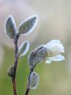Washington State-Seabeck Magnolia blossom opening from bud Art Print